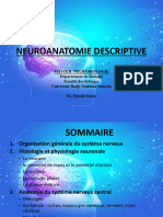 Neuroanatomie Descriptive MASTERNeurobiologie