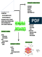 Membrana Plasmática - Mapa Mental