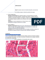 Práctica 3.1 Sistema Cardiovascular