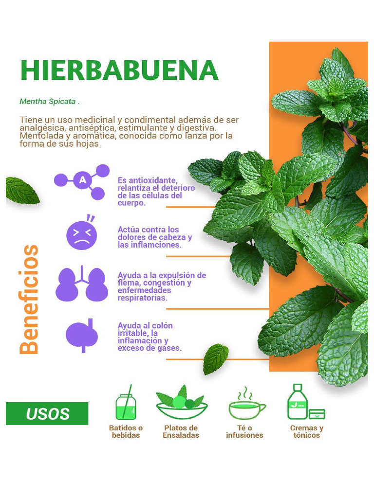 Hierva Buena | PDF
