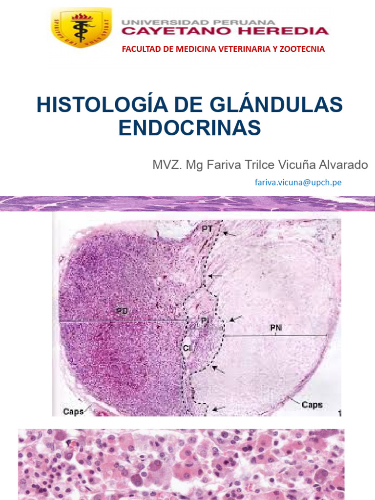 Histología de Glándulas Endocrinas | PDF