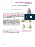 U2-C1 Embriología Músculo Esqueletal de Torax y Dorso