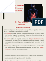 Clase 03 - Histología Del Intestino Delgado, Grueso y Glándulas Anexas