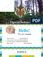 Clasification of Tiger