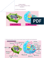 Work Sheet Plant Cell and Animal Cell