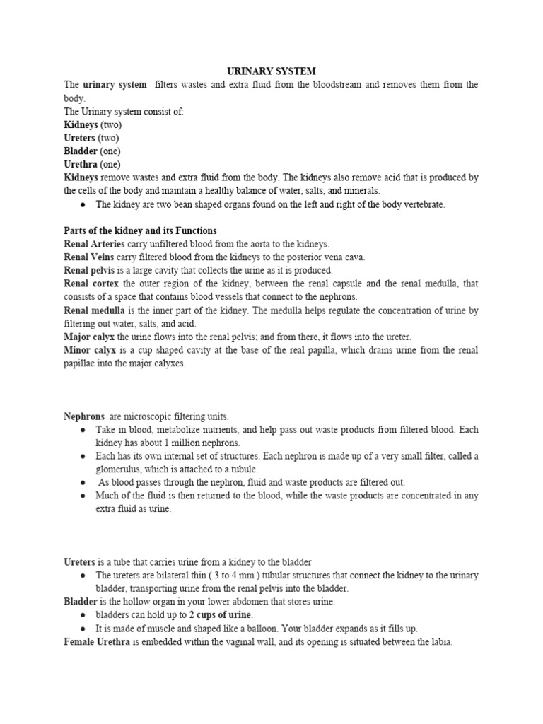 Urinary System Pdf