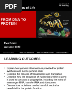 Information Flow From DNA To Protein - Lecture Slides