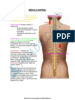 Medula Espinal 2