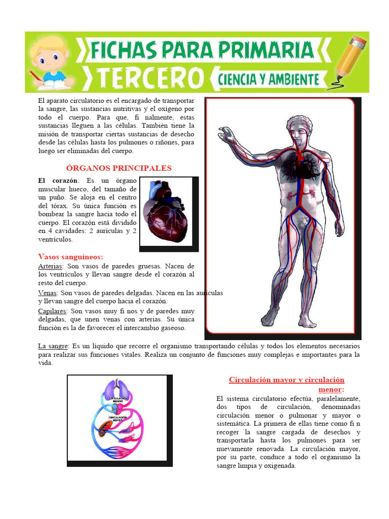 El aparato circulatorio para niños | PDF | Sistema circulatorio | Corazón