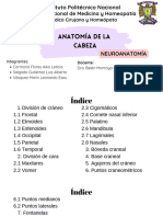 Musculos de La Cabeza Neuroanatomia