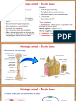 Tecido Ósseo - Prof - PHbio