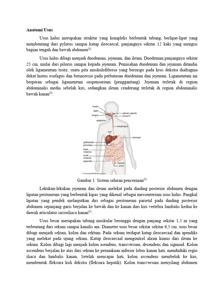 Anatomi & Radioanatomi PDF