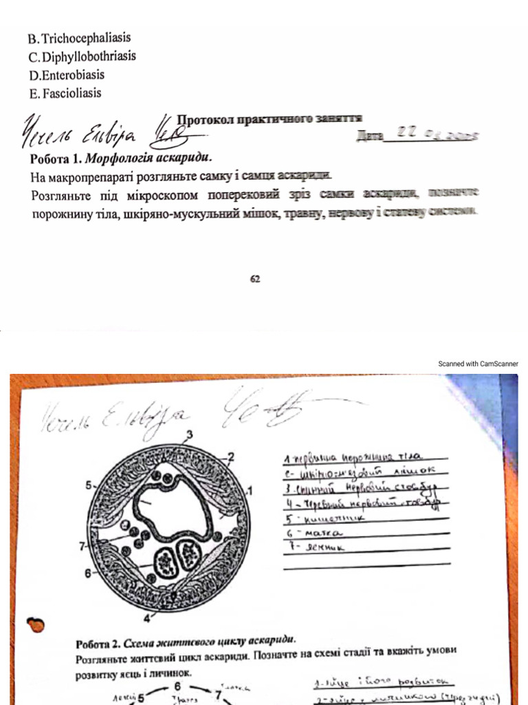 нематоди | PDF