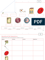 Specialised-Cells-Worksheet - Combined Science