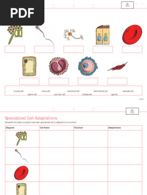 Specialised Cells Worksheet Pdf NEW KS4 AQA Cells Topic LOW/MID