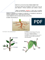 Ficha Ciencia - Nutricion de La Planta