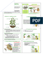 Copia de Apuntes NUTRICIÓN EN PLANTAS