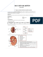 Disección de riñónÑÑÑ