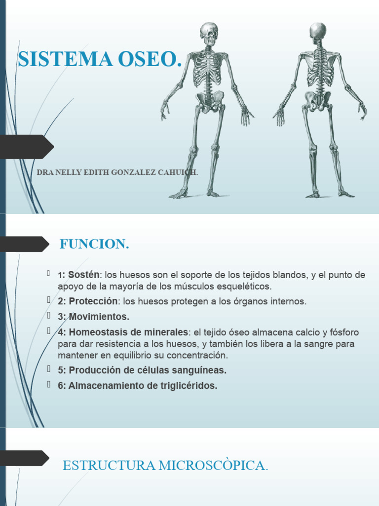 Sistema Oseo Descargar Gratis Pdf Hueso Esqueleto