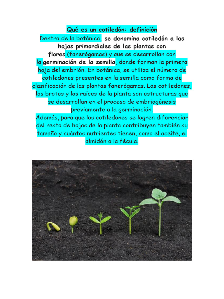 Qué Es Un Cotiledón | PDF