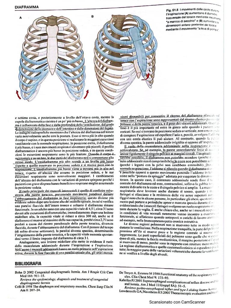 Anatomia | PDF