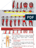 Anatomia y Apertura Clase 3