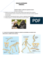 Ficha de Actividades. Primates I