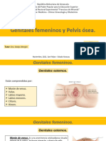 Tema 4. Anatomia Genitales y Pelvis.