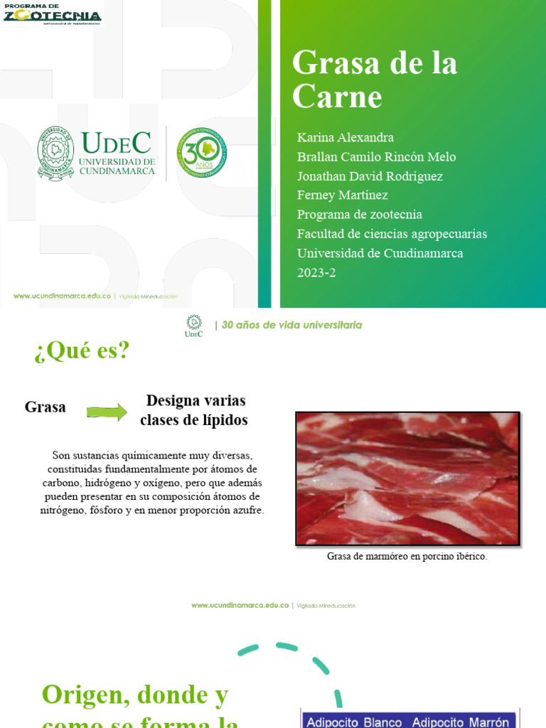 Grasa de La Carne PDF Lípido Triglicéridos