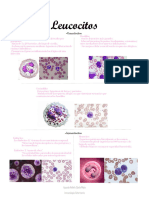 Atlas de Tipos de Leucocitos Con Valores