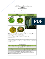 Ficha de Monitoreo Tetranychus Urticae C. Nuñez