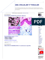 Organitos - Actividad Del Departamento de Histología