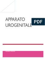 Apparato Urogenitale 1
