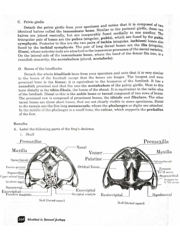 Frog Anatomy | PDF