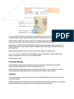 Hidung Merupakan Bagian Yang Penting Yang Dimiliki Oleh Setiap Manusia