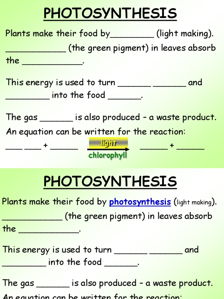 What does photosynthesis produce picture