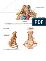 Inervación Cabeza y Cuello