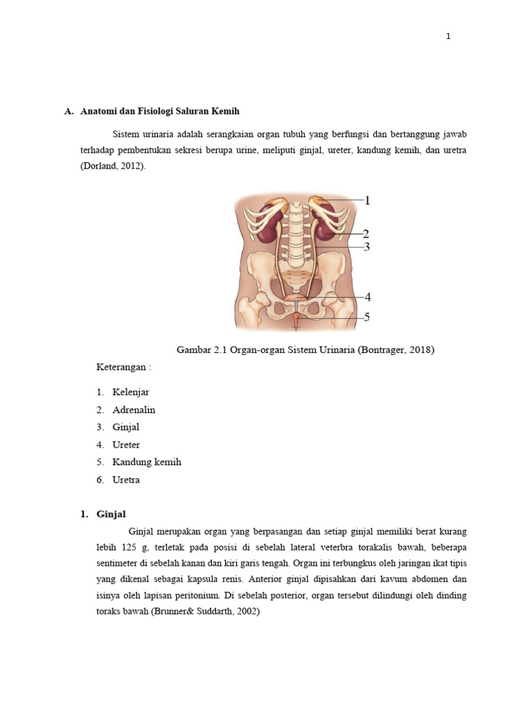 Anatomi Dan Fisiologi Saluran Kemih | PDF
