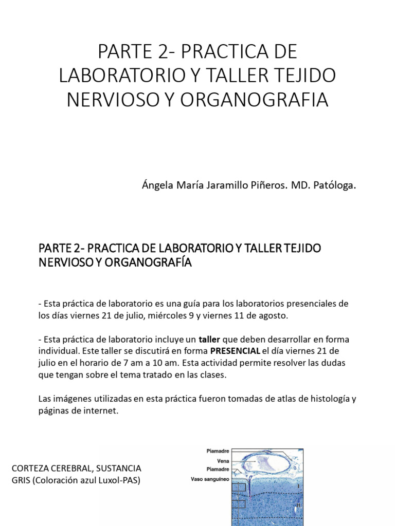 2023-2-parte-2-pr-ctica-de-laboratorio-y-taller-tejido-nervioso-y