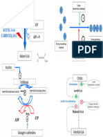 Primera Reacción de La Lipogénesis (Gráfico)