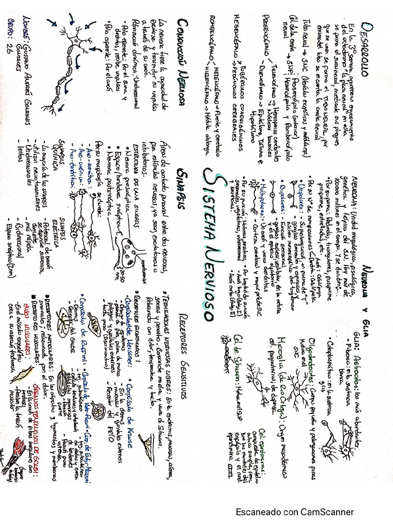 Generalidades Neuroanatom A Mapa Mental Pdf