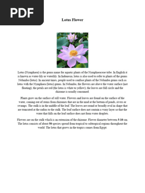 Lotus Flower
