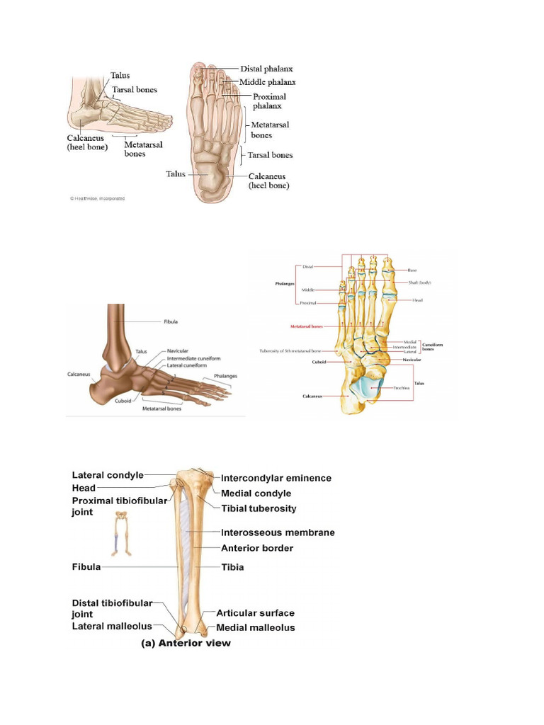 Dokumen PDF berjudul 'Gambar Tulang' yang kemungkinan berisi ilustrasi atau informasi mengenai sistem skeletal manusia.