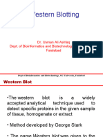 3 Western Blotting