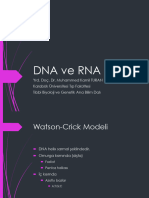 DNA Ve RNA