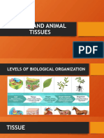 Plant and Animal Tissues