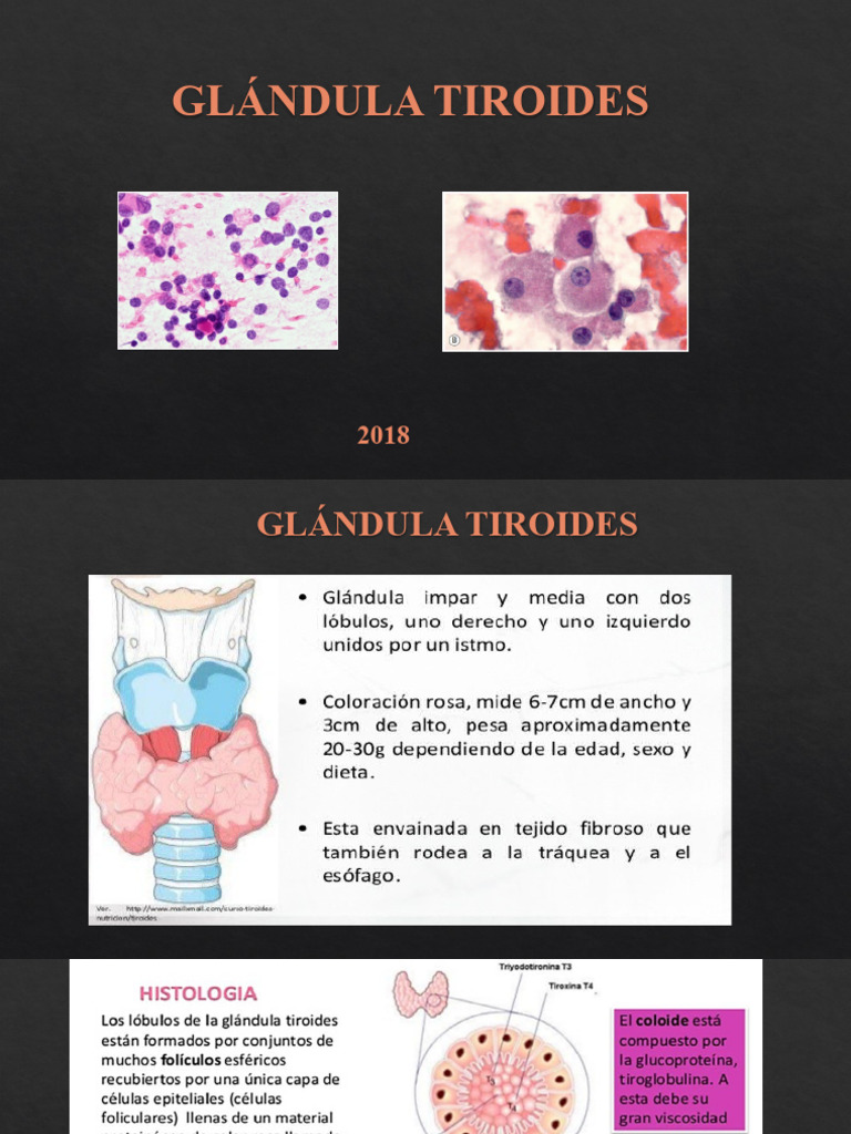 Glandula Tiroides | PDF | Tiroides | Biología Celular)