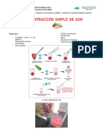 Protocolo Extracción Adn Frutilla PDF