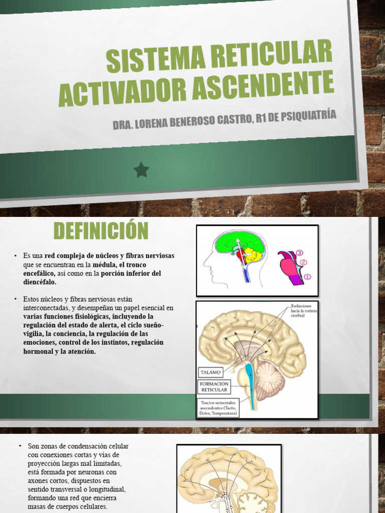 Sistema Reticular Activador Ascendente | PDF | Cerebelo | Tálamo