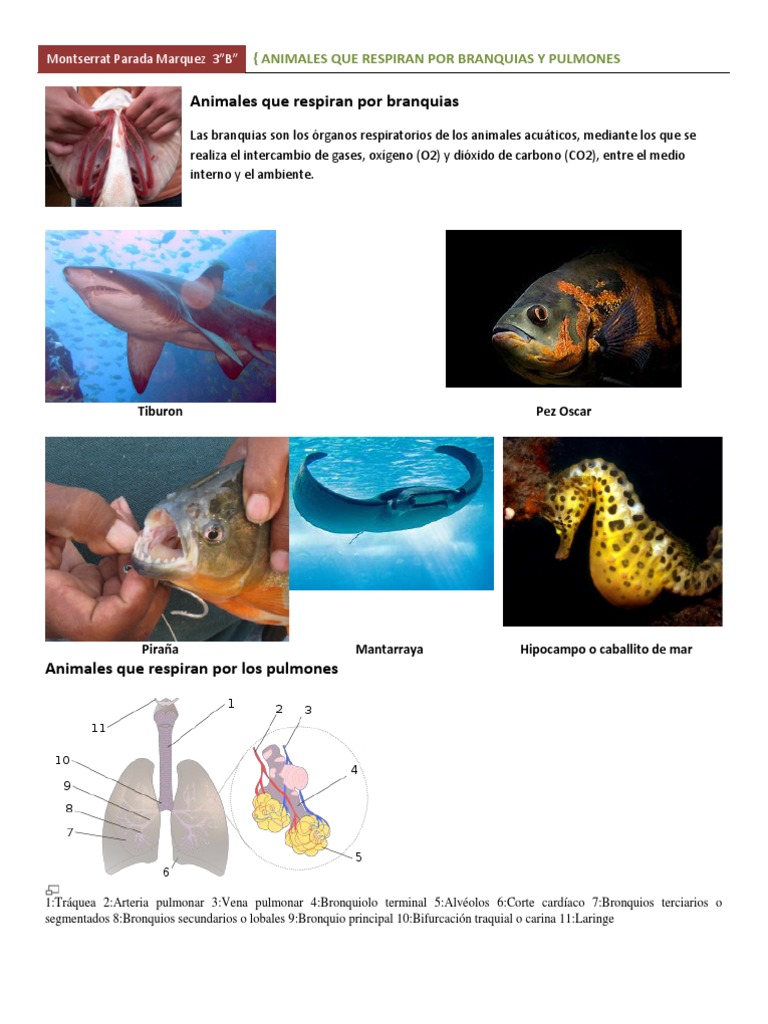 Animales Que Respiran Por Branquias Ypulmones Branquia Pulmon